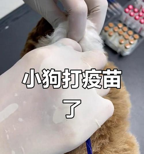 狗疫苗（探讨狗疫苗的有效期及重要性）