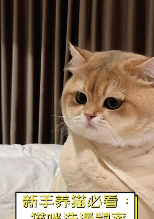 猫咪适宜洗澡的时间和频率（了解猫咪洗澡的最佳时间和正确频率）