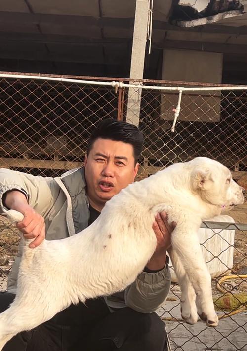 牧羊犬的成年时间及关键因素（以牧羊犬的品种、营养和生活环境为考量）