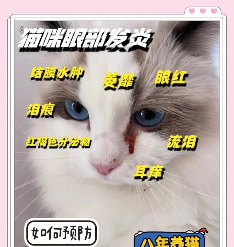 猫眼睛发炎（了解猫眼睛发炎的康复时间和正确护理方法，关注宠物健康）