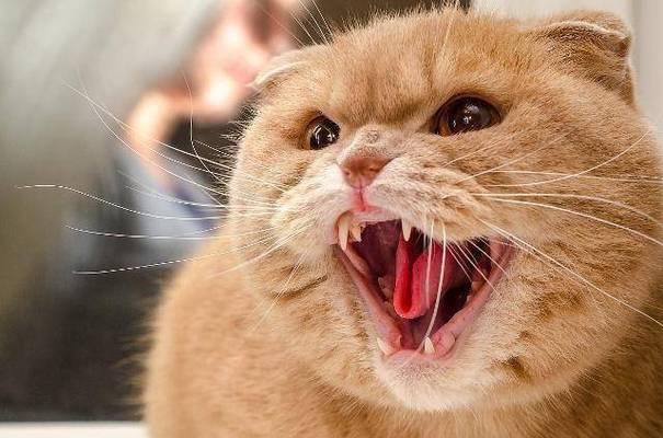 揭秘猫咪生气时的表现与原因（探索猫咪愤怒的世界，解读它们的神秘情绪）