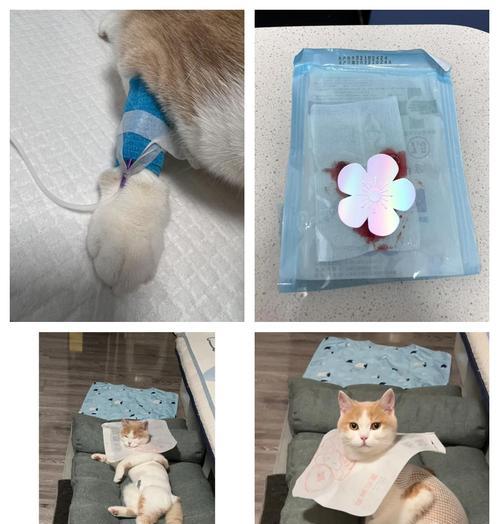 母猫绝育后的疼痛持续时间及护理方法