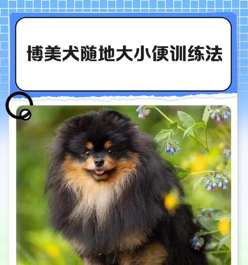 全面指南（了解博美犬的特点和训练技巧，使其成为听话乖巧的宠物伴侣）