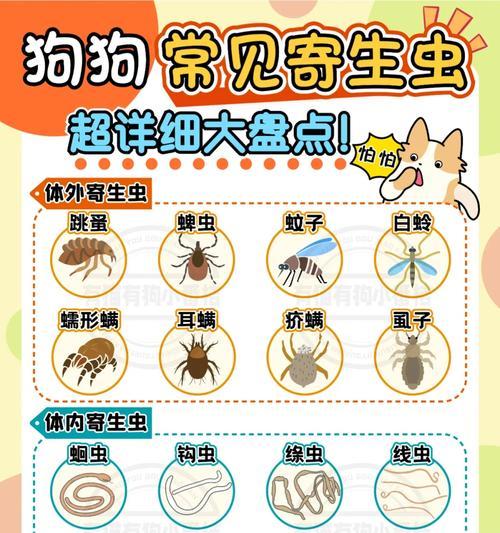新生狗狗的驱虫和打针（宝宝养成健康的第一步，驱虫和打针不能少）