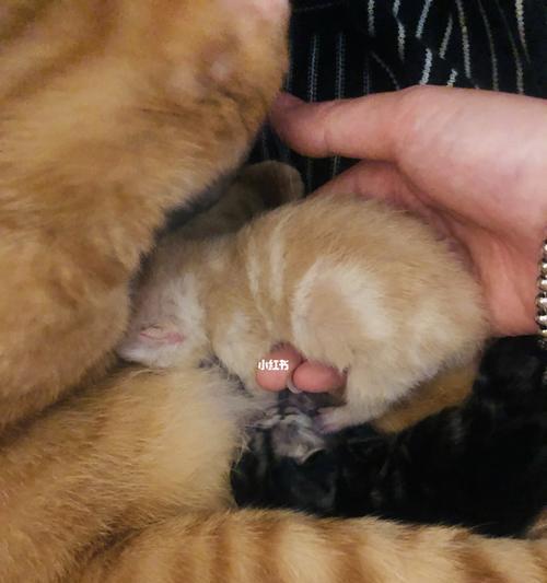 母猫何时带小猫换地方？（了解猫妈妈的抚养习惯及适当时机）