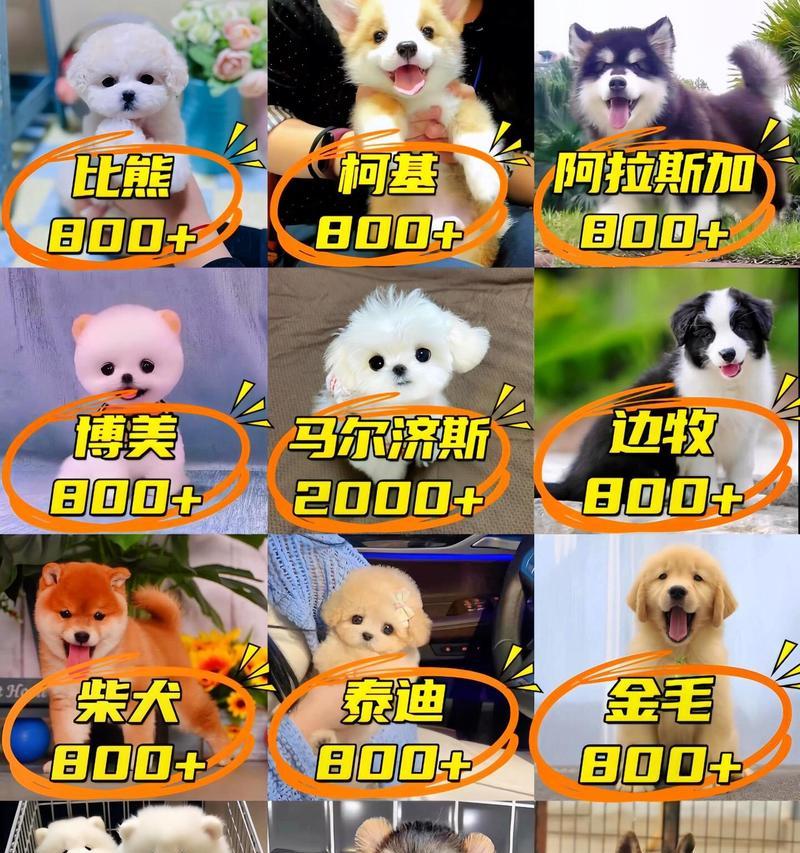 比熊犬的饲养方法及每餐喂食量（让你的比熊宠物拥有健康的身体）