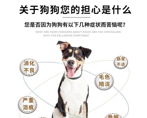柯基、比熊、泰迪——谁更聪明，更适合饲养？（比较三种犬种的智商和饲养特点，帮助选择理想的宠物）