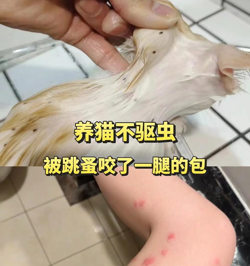 猫体外驱虫后多久才能见效？（宠物猫驱虫计划的执行关键）