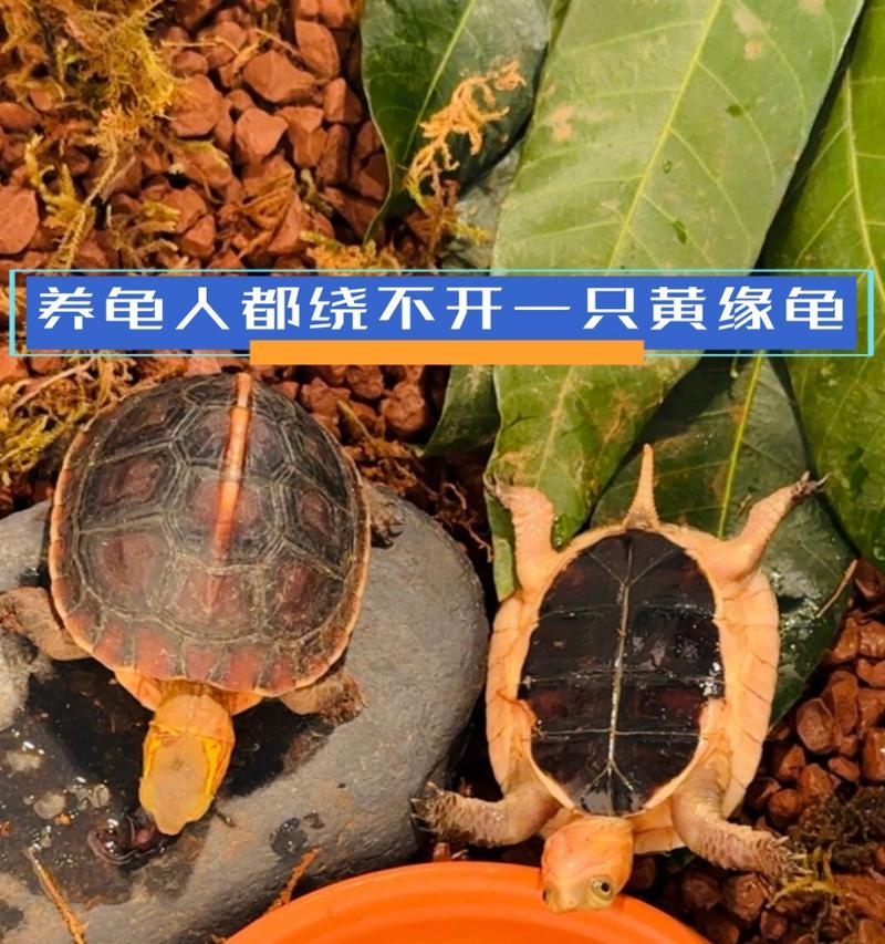 养黄缘需多久才能成年（黄缘成年需经历的时间和条件）