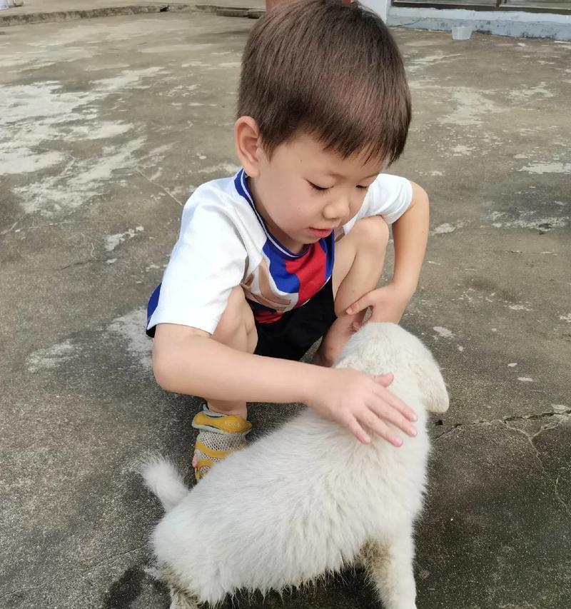 养狗新手必看！幼犬带回家后的关键步骤与最佳训练时机（细致指南，助您成功培养一只听话乖巧的小狗伙伴）