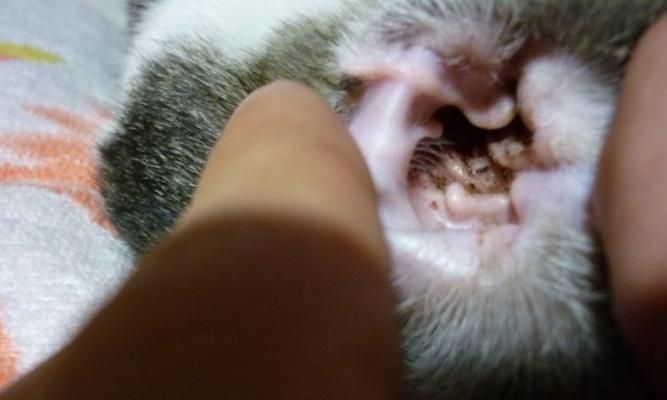 母猫排卵后卵子成熟的时间及相关知识（探索母猫排卵后卵子发育周期，了解繁殖过程中的关键时期）