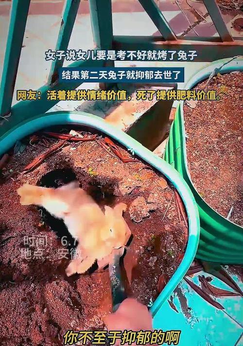 兔兔死亡的原因及预防方法（探索兔兔死亡的原因，提供有效的预防方法）