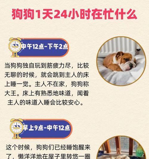 狗一天需要睡眠多长时间？（揭秘成年狗睡眠需求的关键）