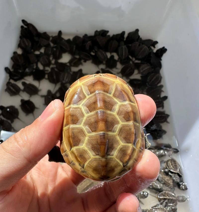 宠物小乌龟能活多久的解答（揭秘宠物小乌龙寿命的秘密，）