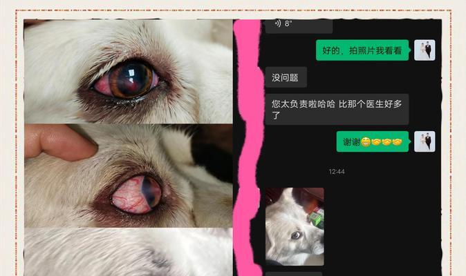 狗狗眼睑痉挛的原因及治疗方法（了解眼睑痉挛的常见原因和有效的治疗方法）