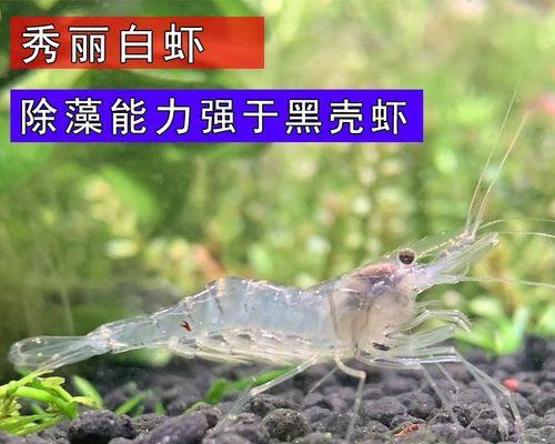观赏虾的成长之旅（从幼虾到成虾的神奇变化）