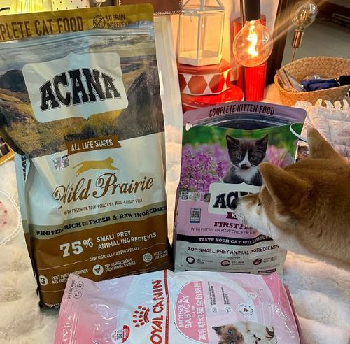猫奶糕的保存时间及关键因素（探究猫奶糕的保存期限以及保鲜的关键技巧）