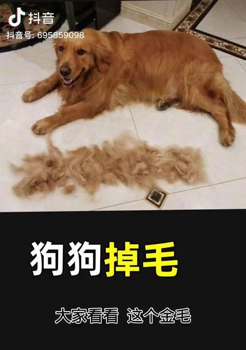 小狗狗的换毛过程与如何生长亮丽毛发（了解小狗狗的换毛过程，助你培养它亮丽的毛发）