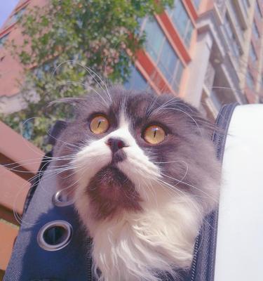 揭秘猫鼻支的危险期