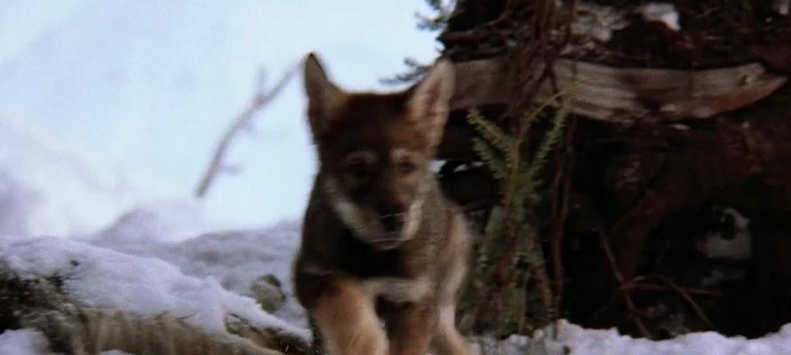 犬类电影中的大战场景剖析（探索以犬为主题的电影中的大战片段，了解其中的故事和情感）
