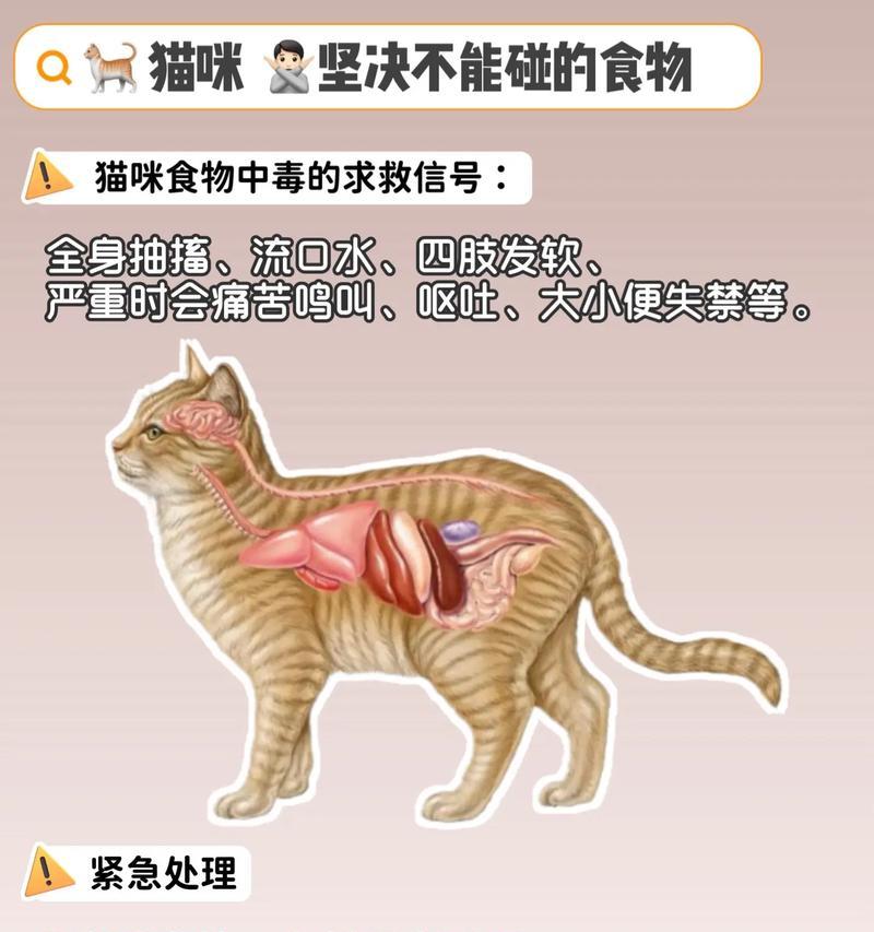 猫能吃哪些人的食物？（探索猫咪的饮食习惯及适合它们的食物）