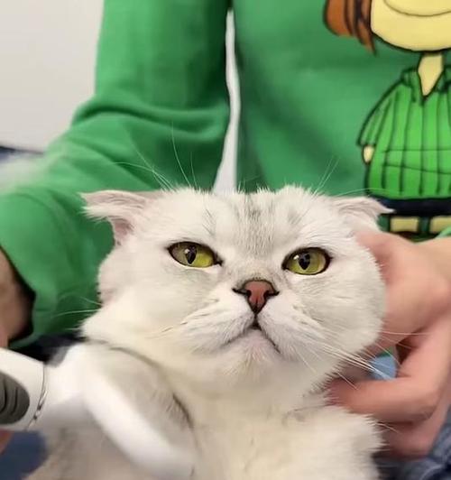 猫毛的生长周期与剃毛时间的影响（揭秘猫毛剃了多久会长长的奥秘）