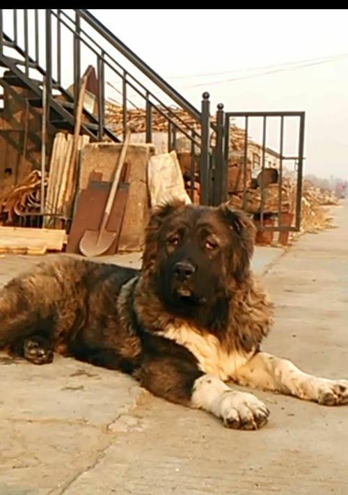 犬瘟初期转中期的关键因素及预防措施（犬瘟病毒初期感染后转化为中期的时间和症状变化及如何防止其发展）