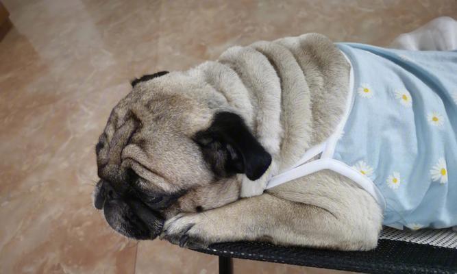 如何解决以巴哥犬挑食不吃狗粮的问题（探索引起以巴哥犬挑食的原因，提供解决方法和建议）