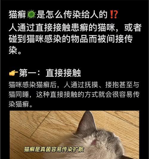 猫藓（探究猫藓的成因和防治方法）
