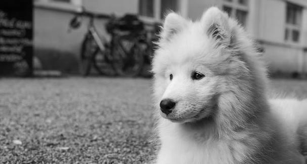 寿命有限的萨摩耶犬（萨摩耶犬的短暂相伴值得珍惜的陪伴）