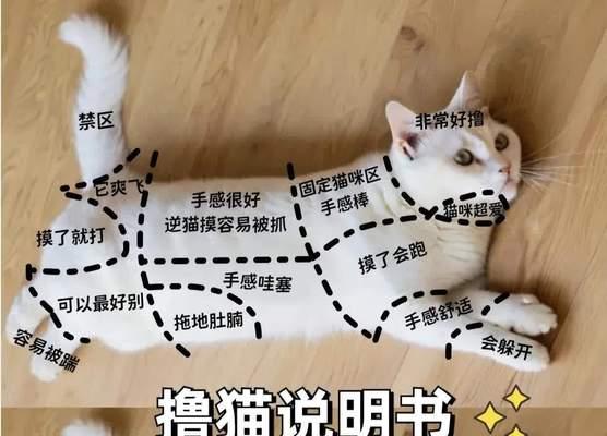 为何猫咪不让我吸？（探寻猫咪对吸猫行为的拒绝原因）