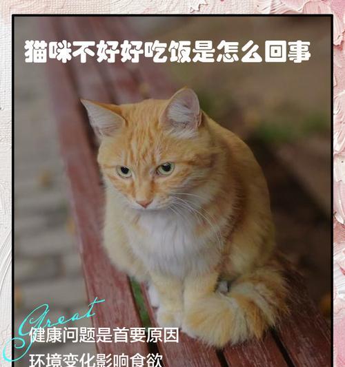 猫咪掉毛多的原因及应对方法（解决猫咪掉毛问题的三个关键步骤）
