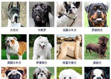 适合新手养的宠物狗有哪些？（选择适合新手的宠物狗须知）