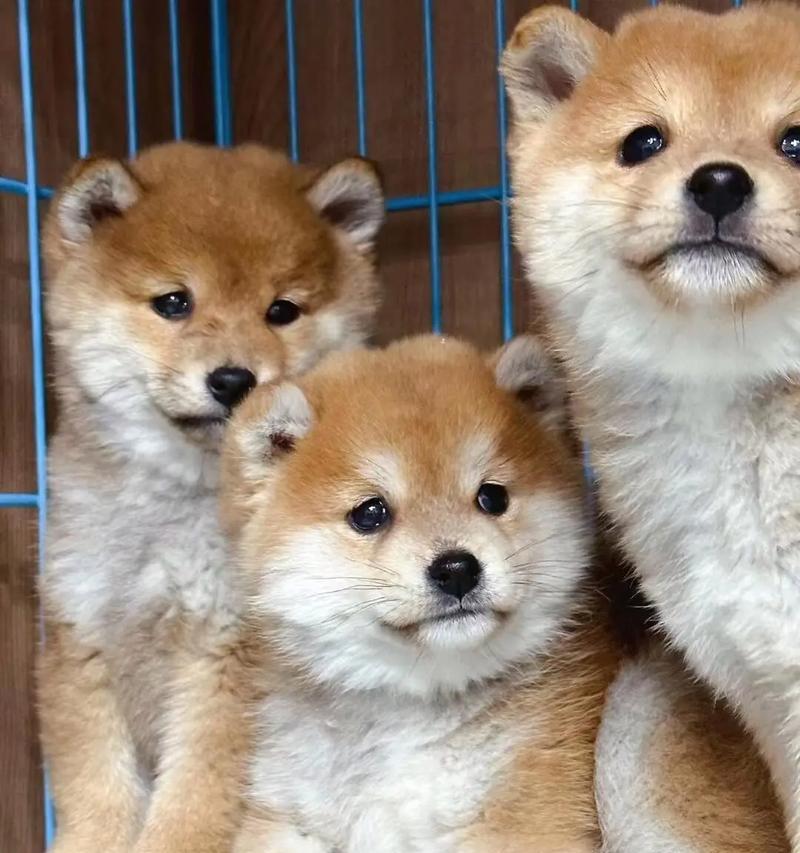 柴犬换毛周期及护理方法（了解柴犬的换毛周期，让毛发更健康）