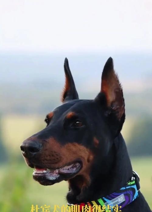 杜宾犬的养育指南（以杜宾犬为伴，关爱细节点滴）