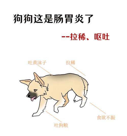 狗狗肠胃炎的症状及处理方法（详细了解狗狗肠胃炎，做好它的护理工作）