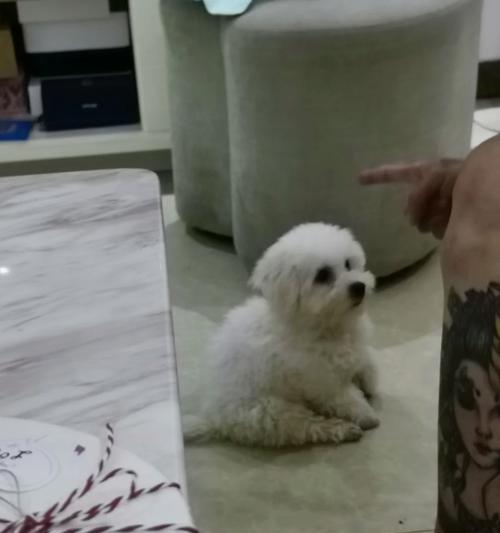 狗狗剃了小鸡毛，多久才能长出来？（探究狗狗剃毛对毛发生长的影响及加速生长的方法）