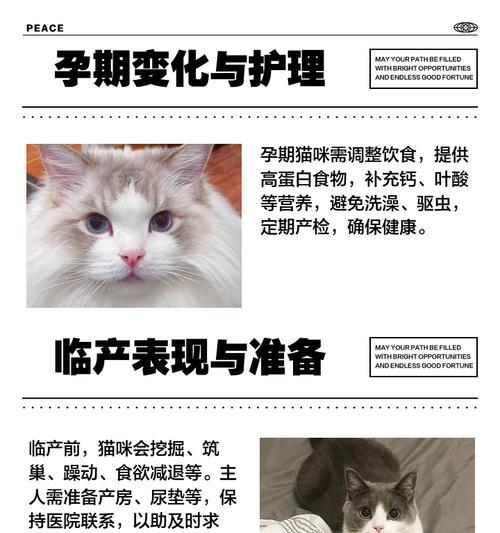 如何判断猫咪怀孕的时间？（了解猫咪的妊娠周期和相关体征）