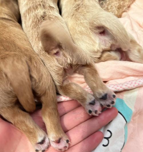 泰迪犬打针时间表（了解泰迪犬不同阶段的疫苗接种时间）