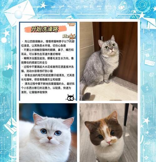 猫咪搬家后多久可以洗澡？（洗澡前要注意的关键事项和注意事项）