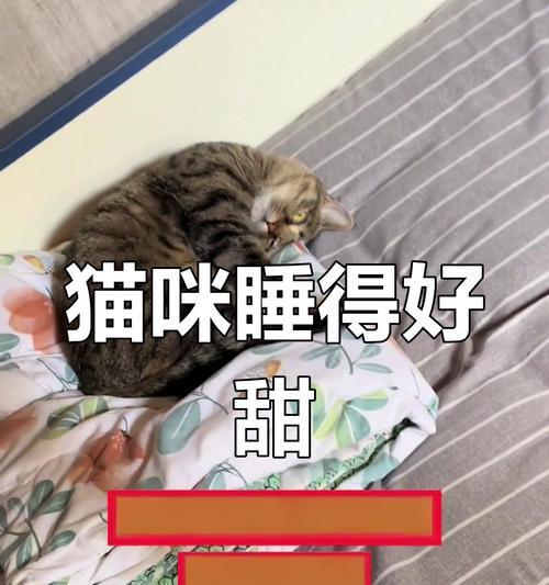 新生小猫一天睡多久？（探究小猫睡眠时间的重要性与变化规律）