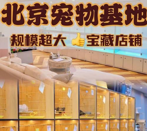 探索北京宠物店的多样性（了解北京宠物店的种类和服务）