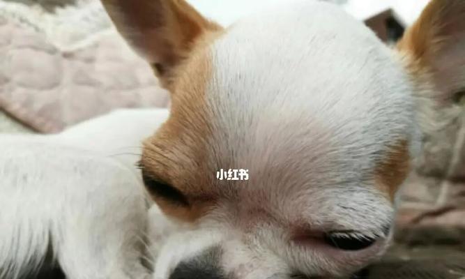 宠物犬最长可以多久不喂？（探究宠物犬可持续不进食的时间以及对其健康的影响）