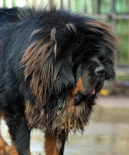 探索中国犬种的多样性与魅力（了解中国犬种的分类及特点）