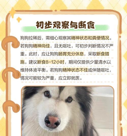 解决狗狗拉稀的问题（宠物拉稀的原因及应对措施）