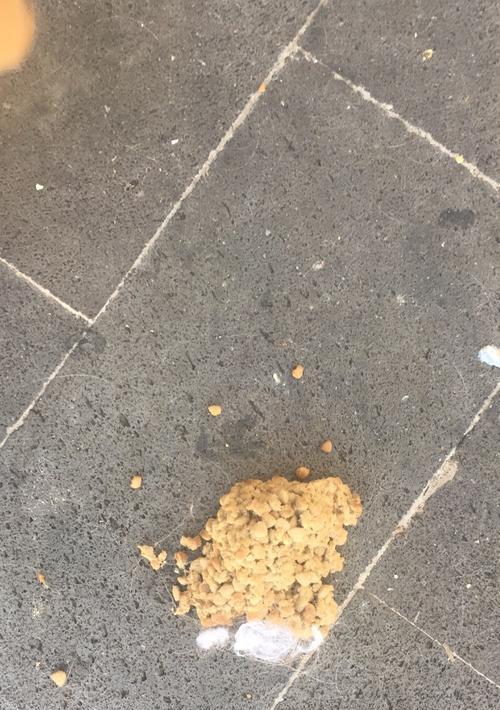 金毛生产前呕吐的原因及时间预测（探寻金毛生产前呕吐的关键因素和出生时间）