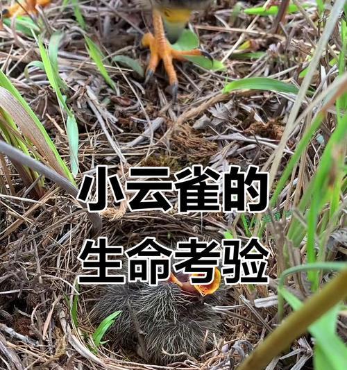 云雀的孵化时间及过程（了解云雀孵化周期以及小云雀的诞生奇迹）