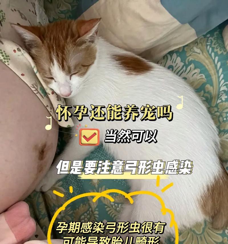 猫与弓形虫共存（探究猫身上弓形虫的寿命与影响因素）