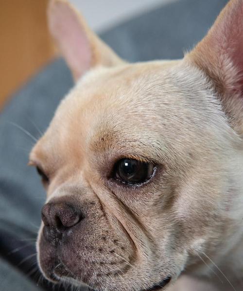 法国斗牛犬的性格特点（了解法斗性格，亲近法斗宠物生活从容不迫）