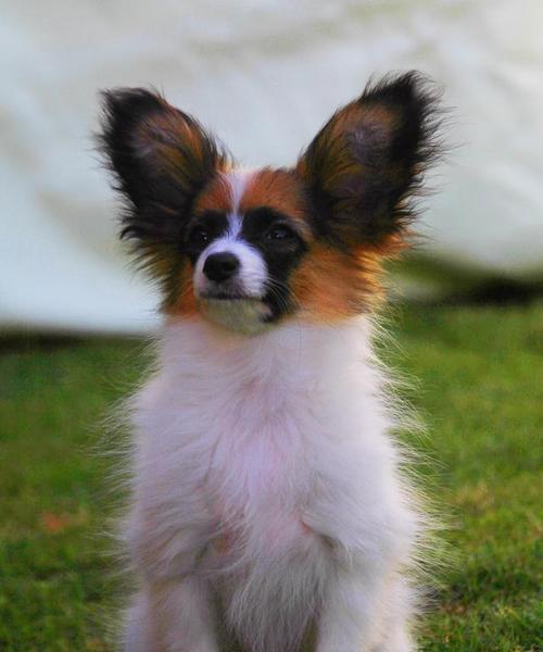 蝴蝶犬为何备受冷落？（探究养育蝴蝶犬的六大难题）
